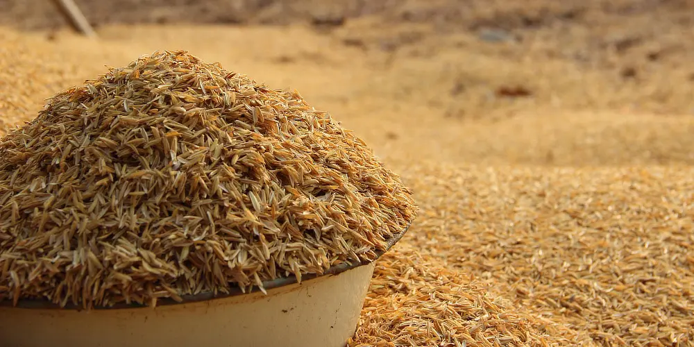 Export of De-Oiled Rice Bran has been prohibited until 30th September 2025 (04.02.2025 – Notification 56 of DGFT) Export of De-Oiled Rice Bran has been prohibited until 30th September 2025 (04.02.2025 – Notification 56 of DGFT)